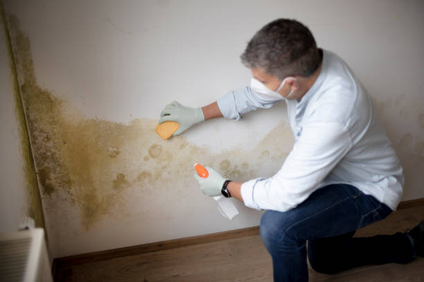 Best Post-Construction Mold Inspection  in Largo, MD